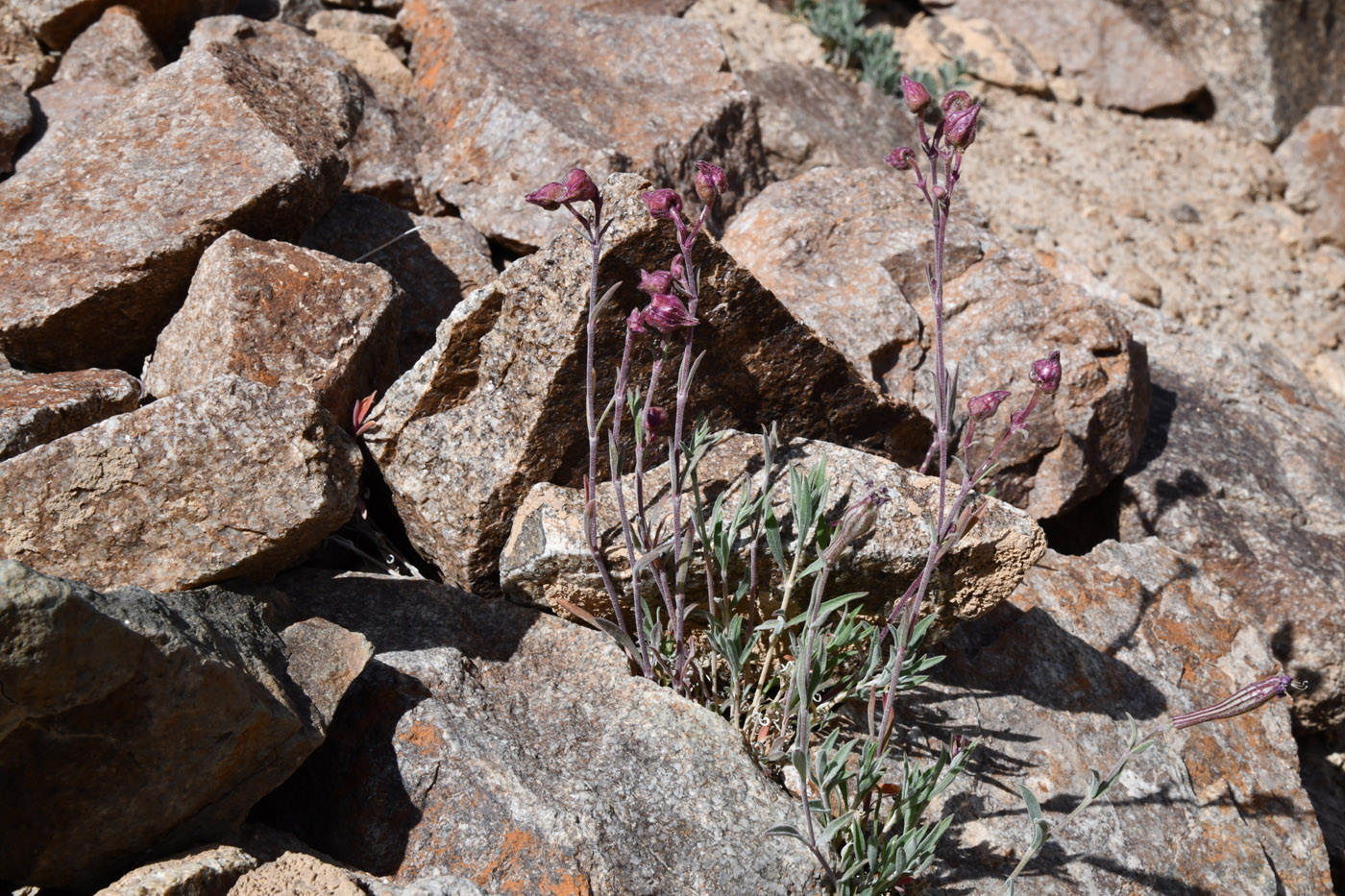 Image of Silene microphylla specimen.