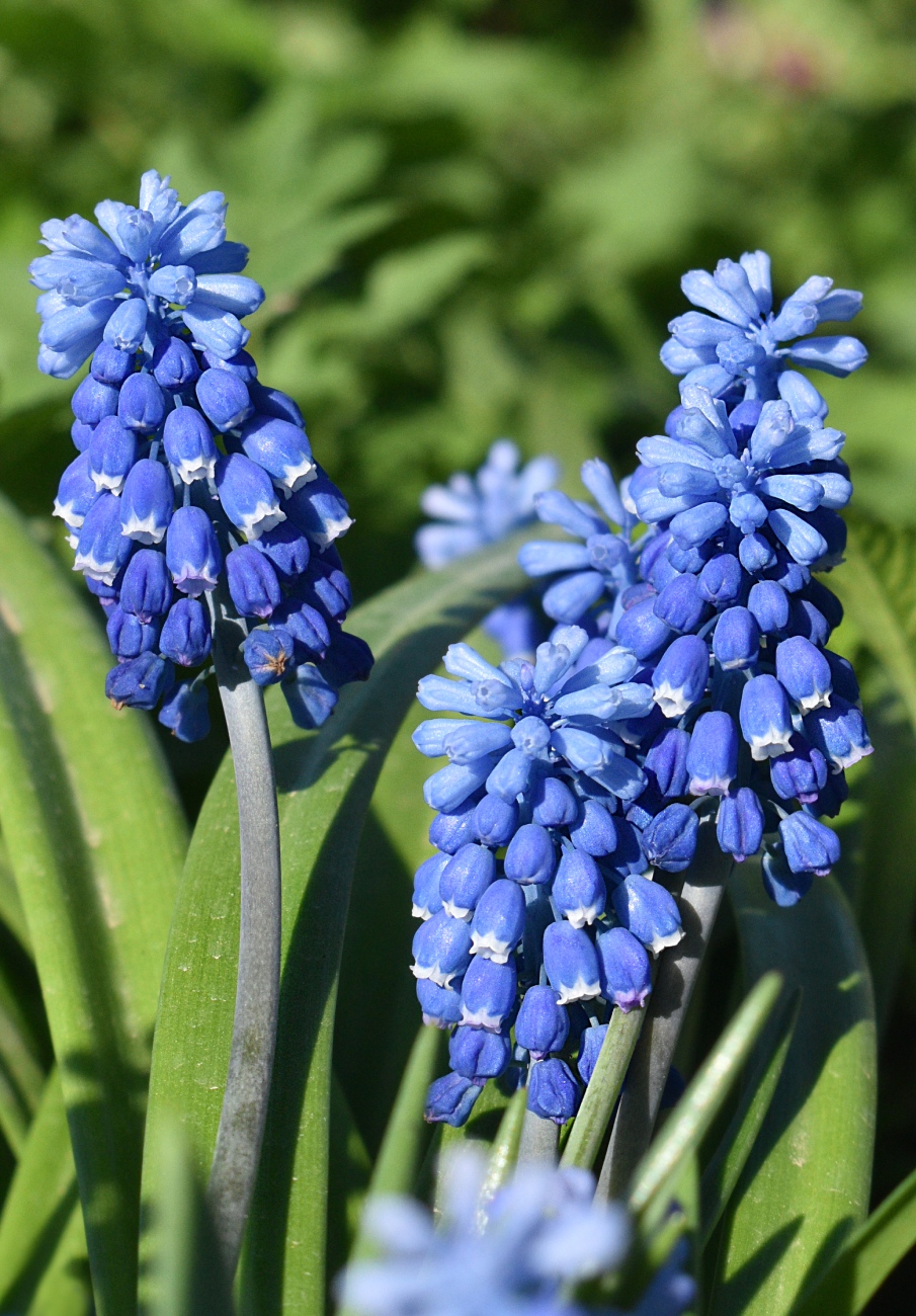 Изображение особи Muscari botryoides.