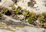 Thymus zheguliensis