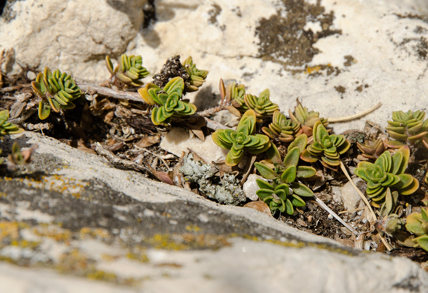 Image of Thymus zheguliensis specimen.