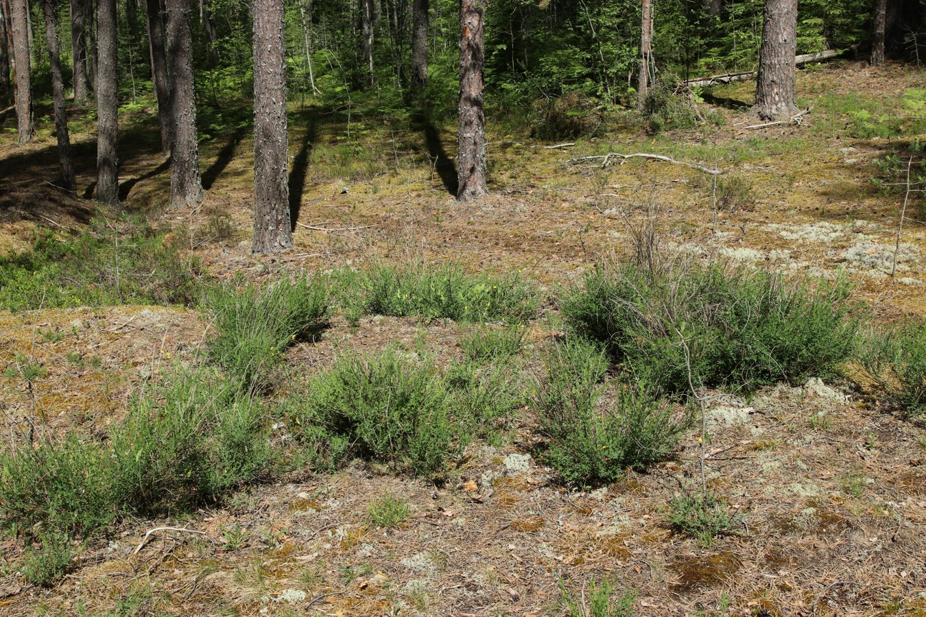 Image of Sarothamnus scoparius specimen.