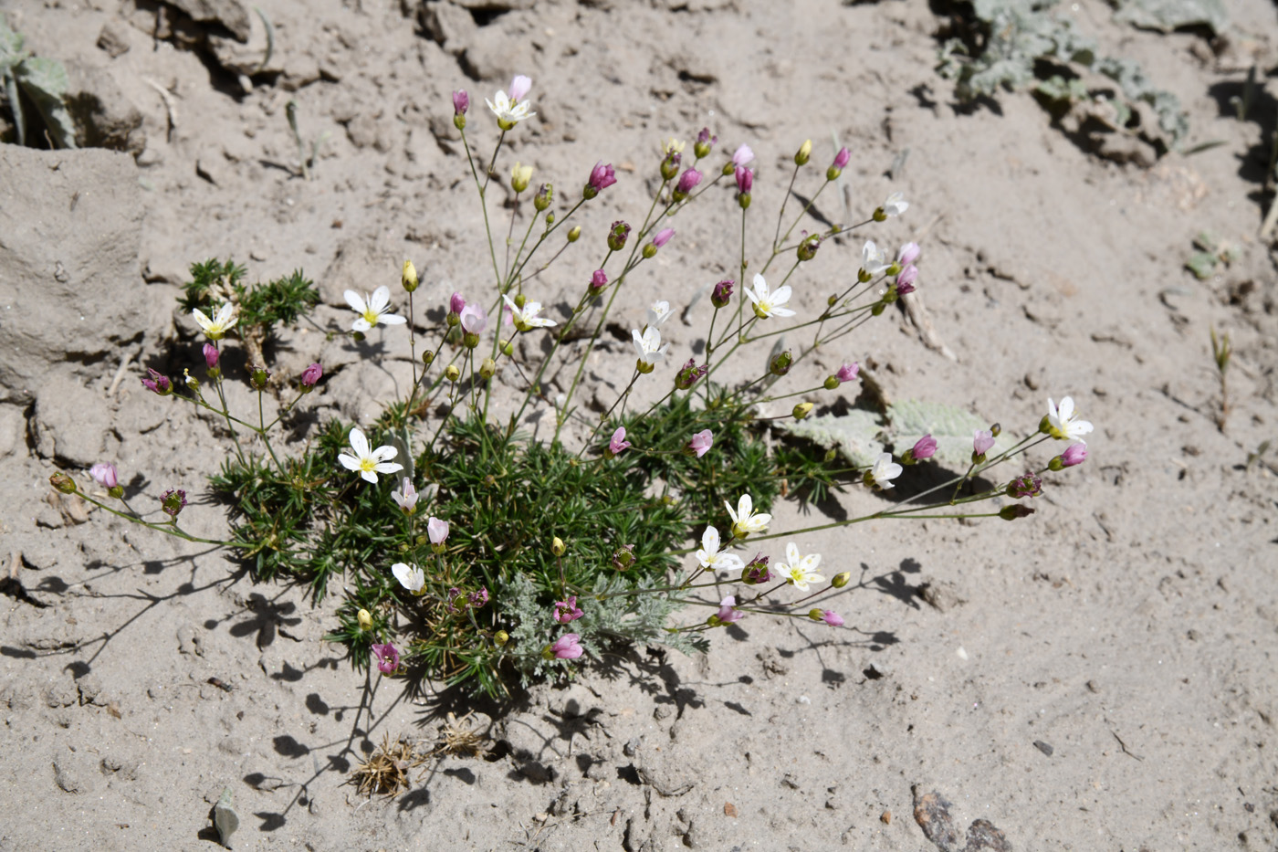 Image of genus Eremogone specimen.