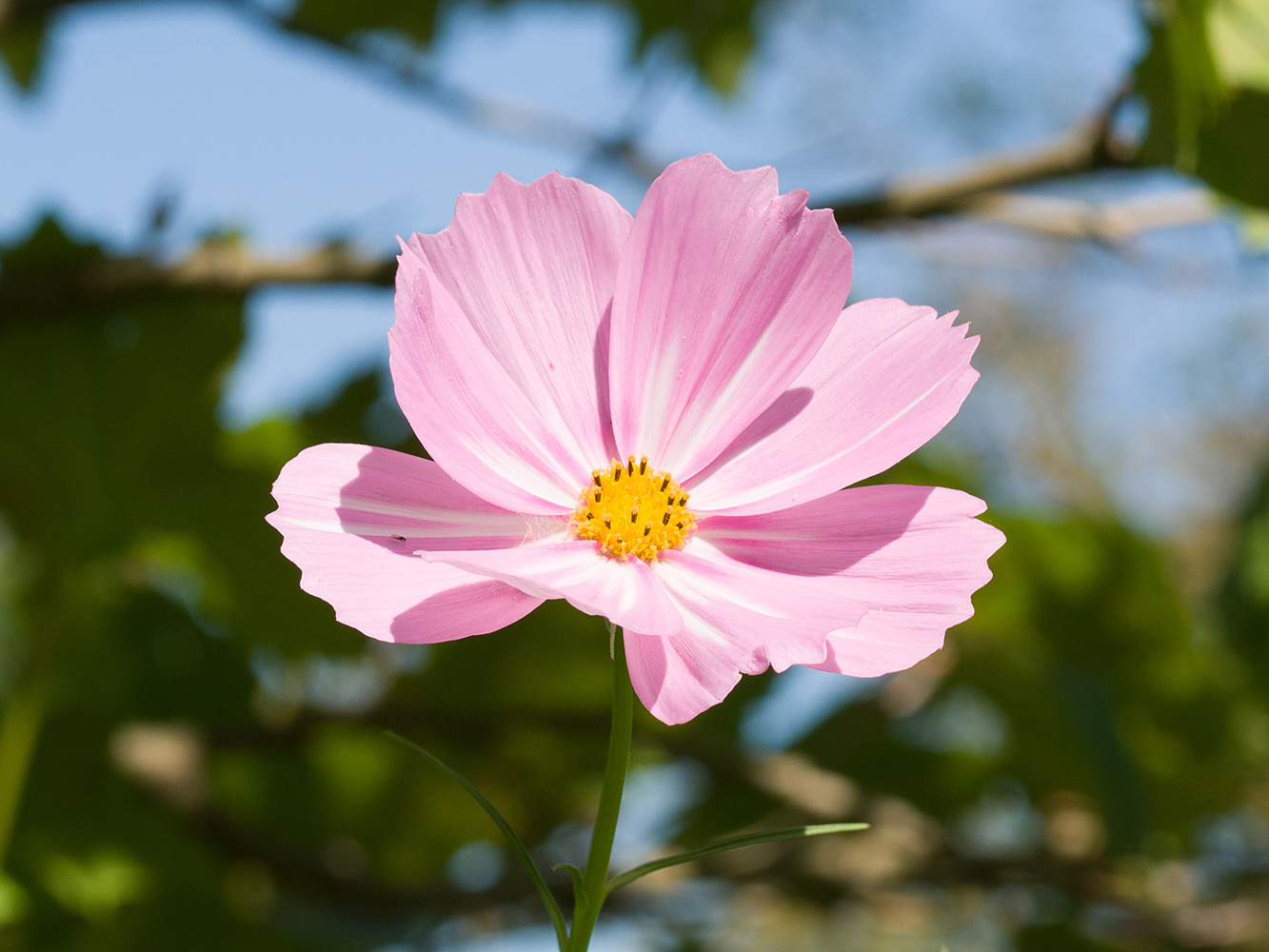 Image of Cosmos bipinnatus specimen.