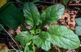 Ajuga reptans. Вегетирующее растение. Московская обл., Дмитровский гор. округ, долина р. Волгуша, смешанный лес. 31.08.2024.