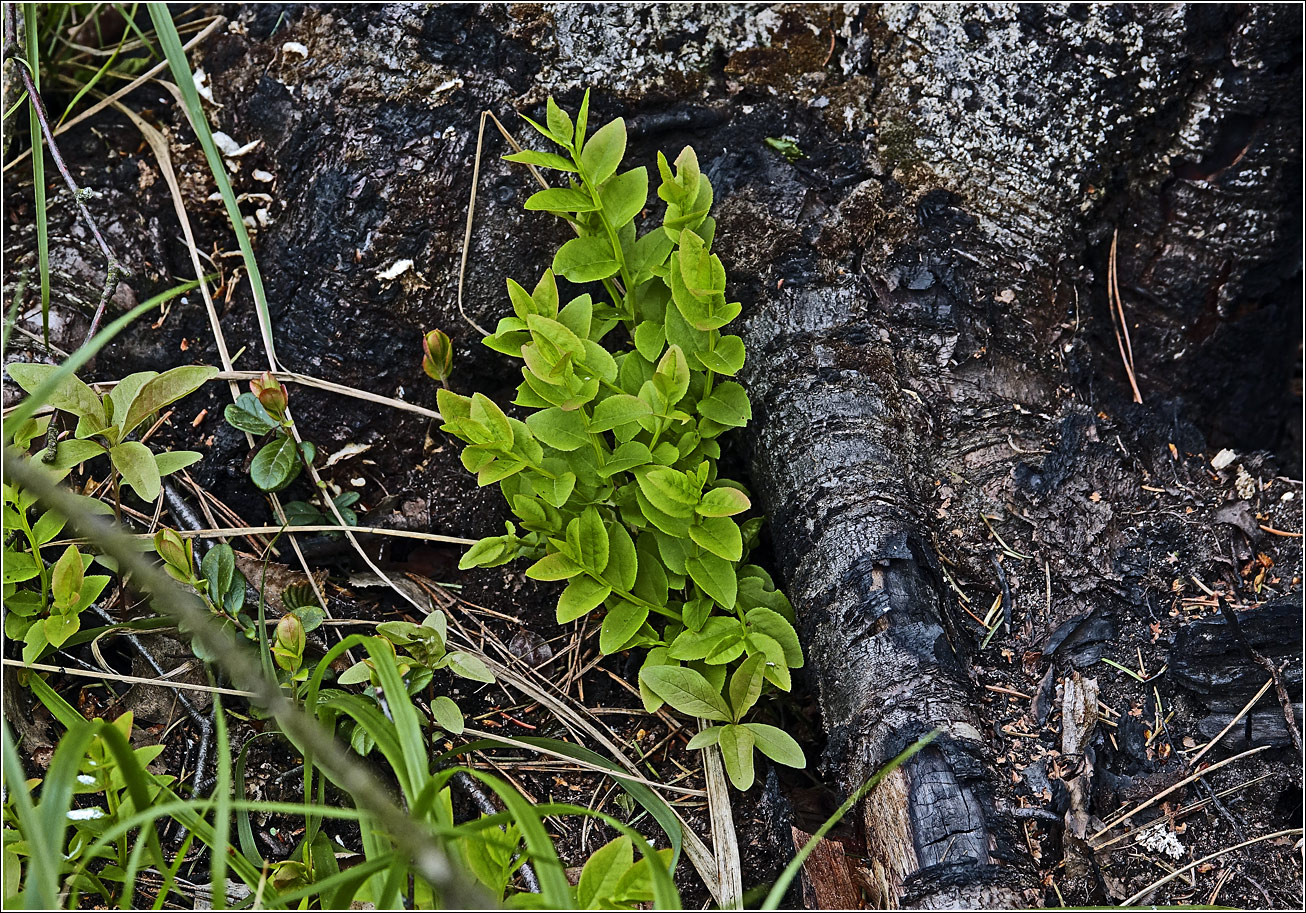 Image of Vaccinium myrtillus specimen.