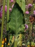 Rumex acetosa. Часть побега (лист с абаксиальной стороны). Магаданская обл., г. Магадан, мкр-н Солнечный, около технического водохранилища Магаданской ТЭЦ, разнотравный склон. 27.07.2024.