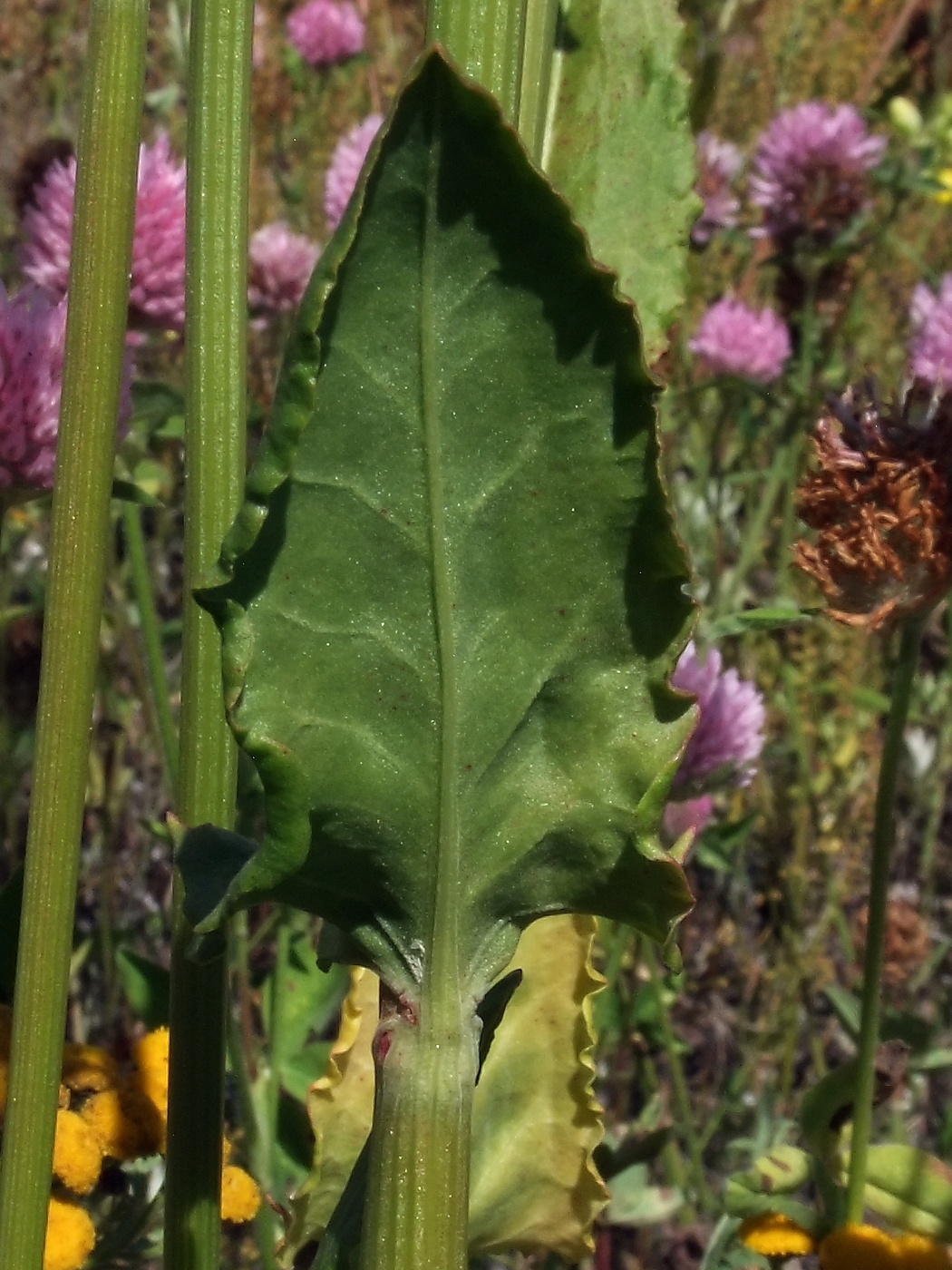 Изображение особи Rumex acetosa.