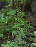 Cardamine impatiens. Верхушка плодоносящего растения. Чечня, Шаройский р-н, дол. р. Цесиахк, 60 м ниже водопада Цеси, лесистый теневой участок. 29 июня 2024 г.