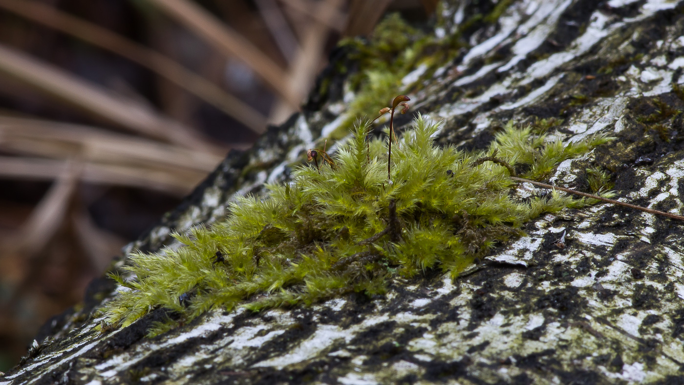 Image of familia Brachytheciaceae specimen.