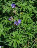 Geranium pratense. Верхушка цветущего растения. Костромская обл., г. Кострома, устье р. Кострома, луг. 29.06.2024.