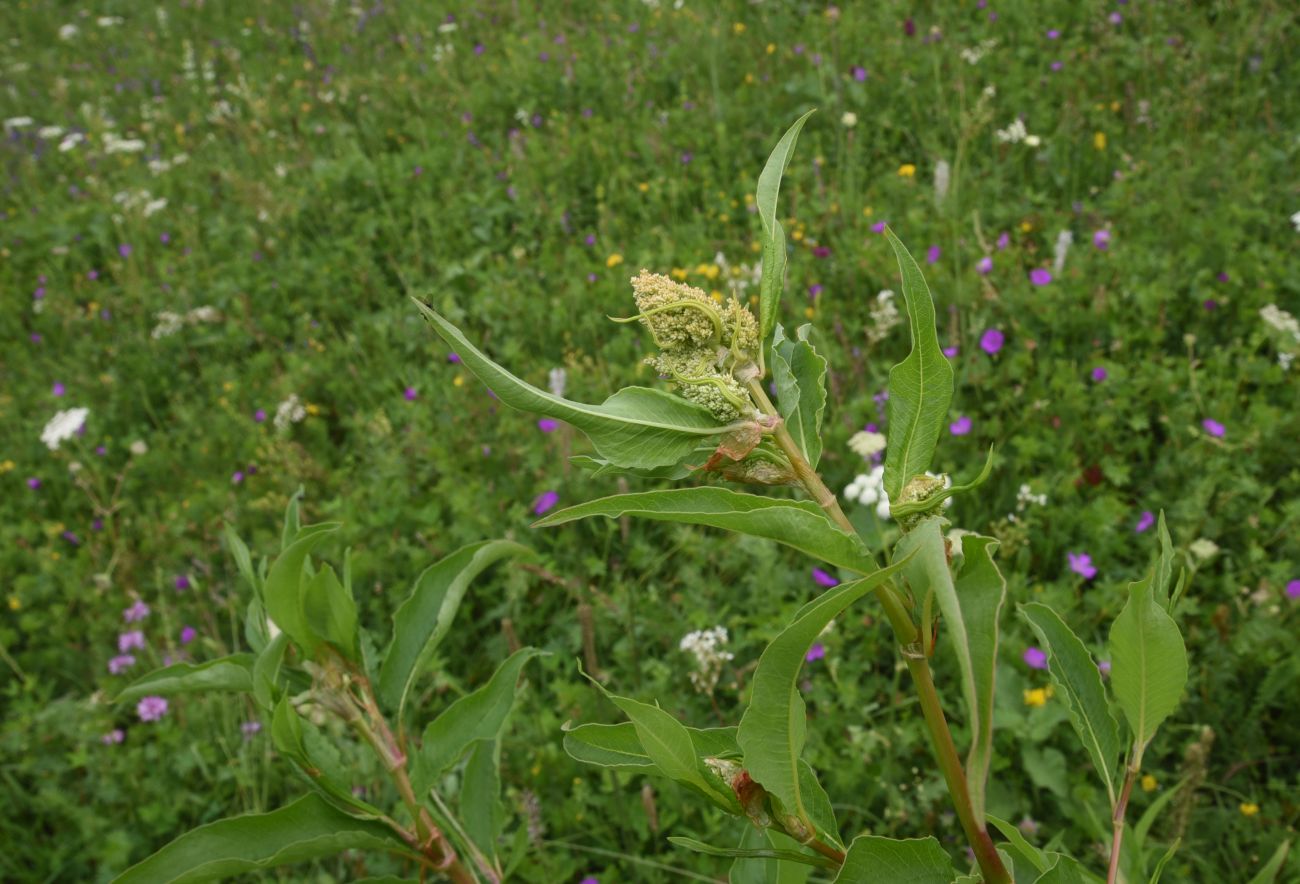 Изображение особи Aconogonon panjutinii.