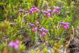 Phyllodoce caerulea