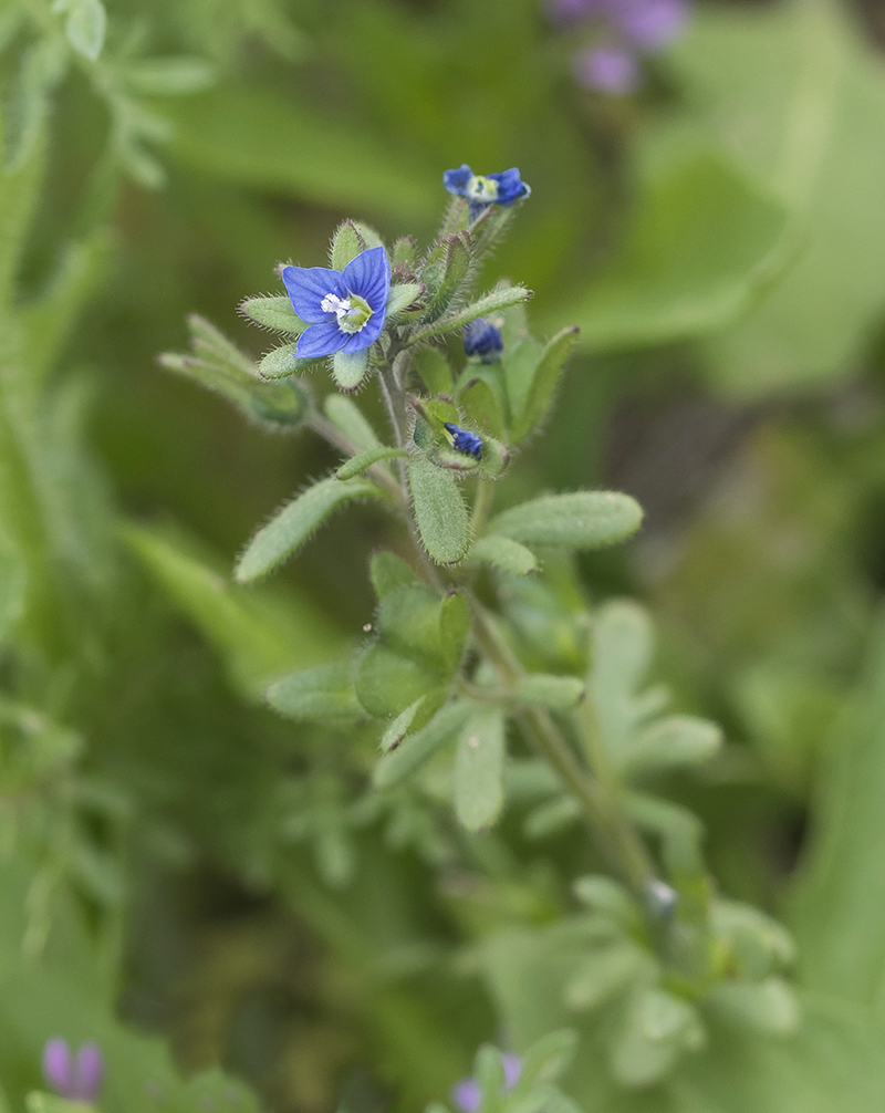 Изображение особи Veronica triphyllos.