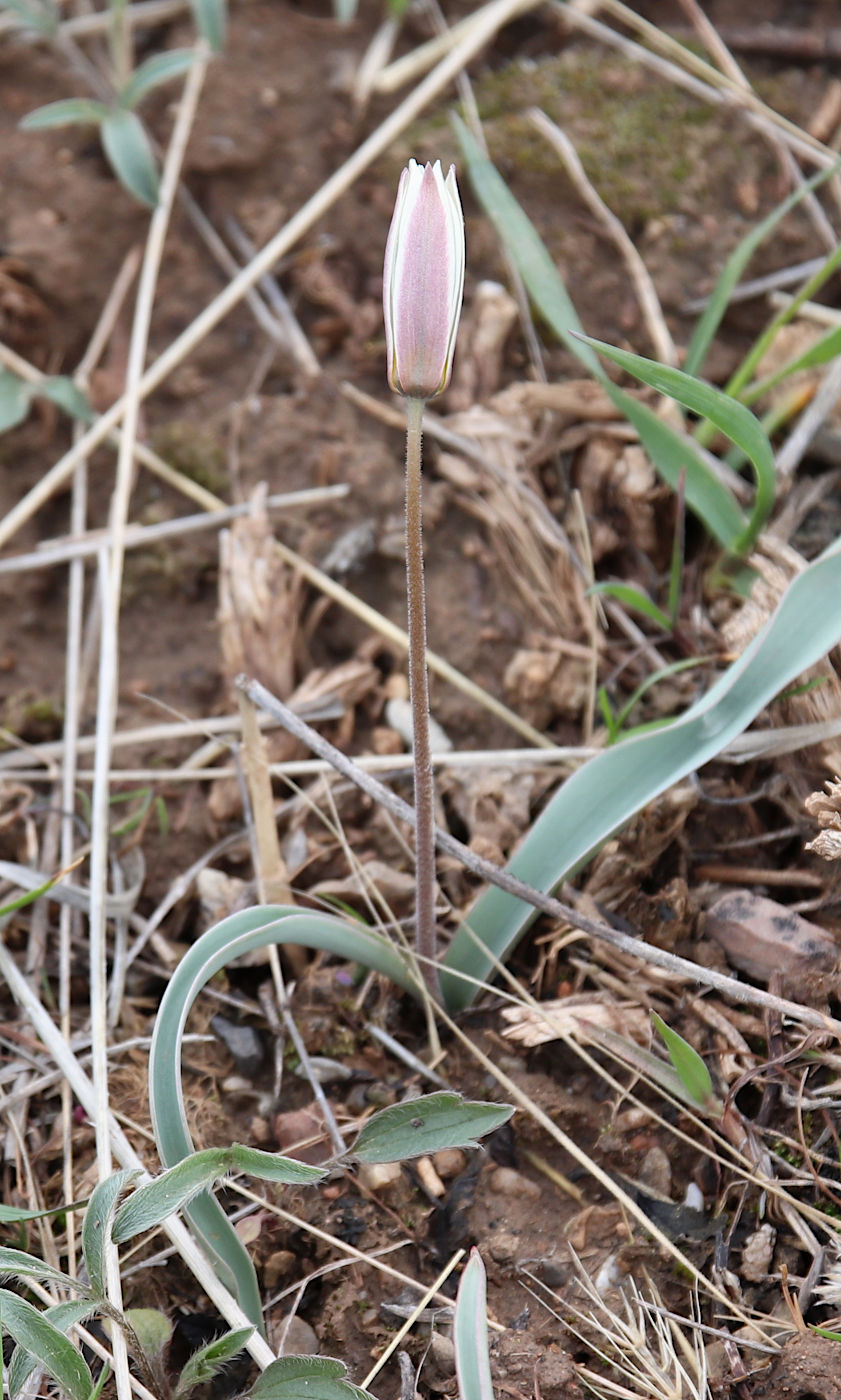 Изображение особи Tulipa bifloriformis.