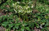 View full-size image Helleborus caucasicus