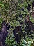 View full-size image class Bryopsida