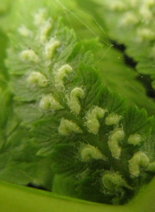 Image of Athyrium filix-femina specimen.