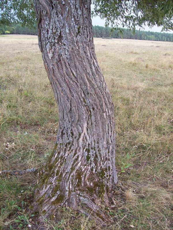 Image of Salix euxina specimen.