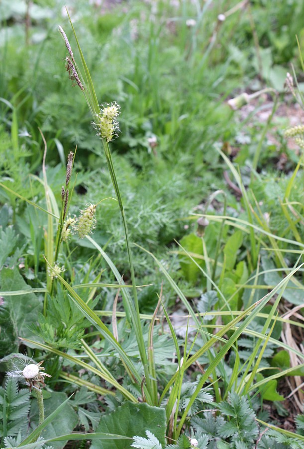 Изображение особи Carex vesicaria.