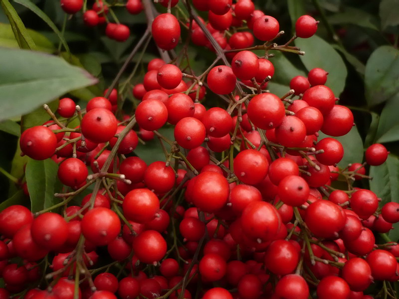 Изображение особи Nandina domestica.