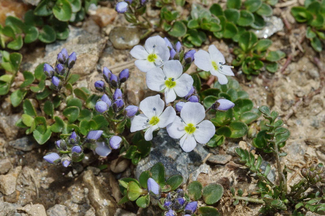 Image of Veronica glareosa specimen.