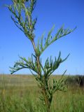 Senecio erucifolius. Часть побега. Новосибирская обл., Искитимский р-н, окр. пгт Линёво, степная балка \"Титов Лог\", южный склон. 14 августа 2011 г.