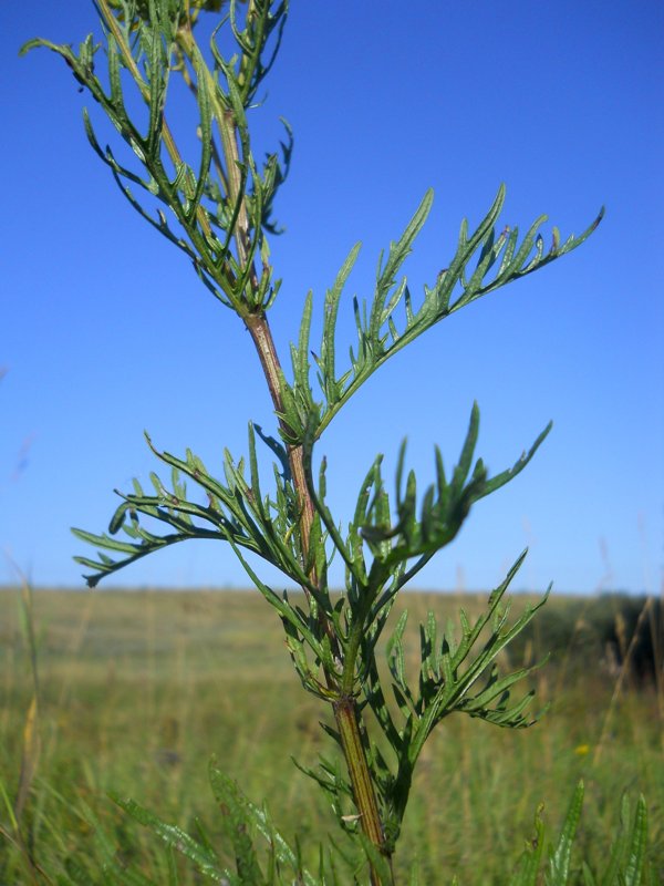 Image of Senecio erucifolius specimen.