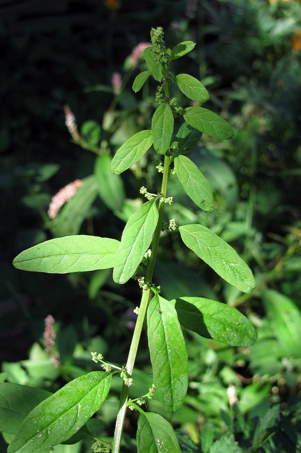 Image of Lipandra polysperma specimen.