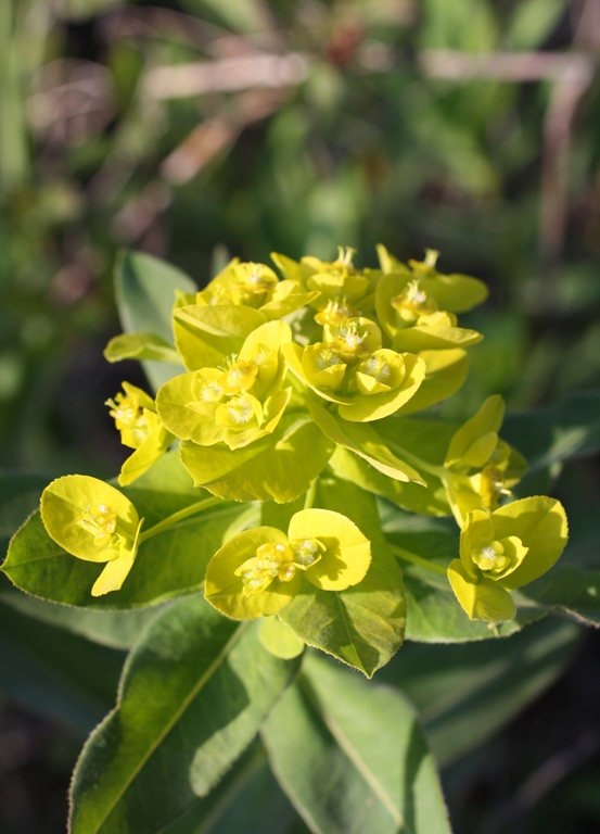 Image of Euphorbia procera specimen.