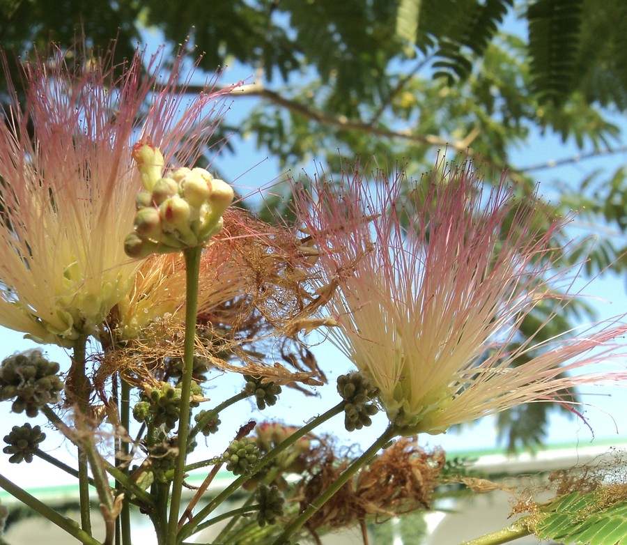 Image of Albizia julibrissin specimen.