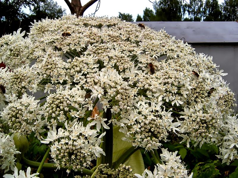 Image of Heracleum mantegazzianum specimen.