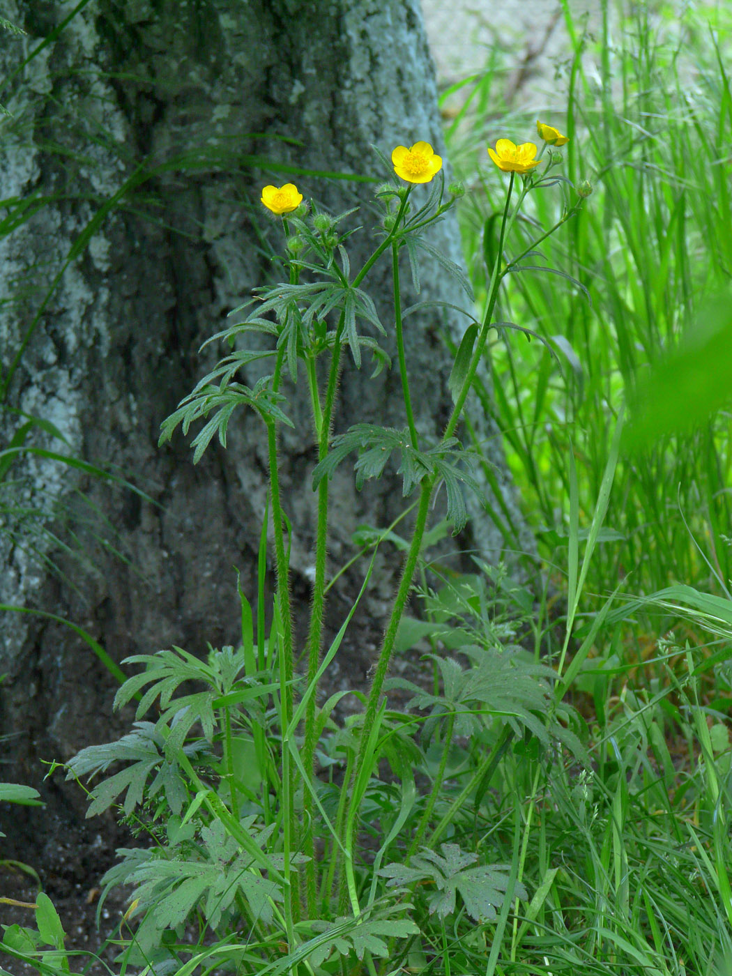 Image of Ranunculus polyanthemos specimen.