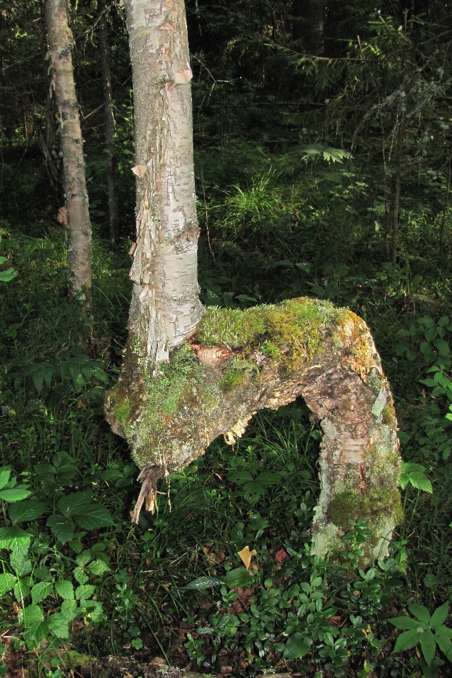 Изображение особи Betula pendula.