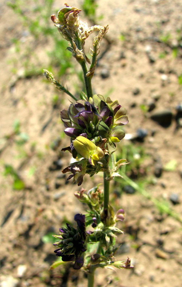 Изображение особи Medicago &times; varia.