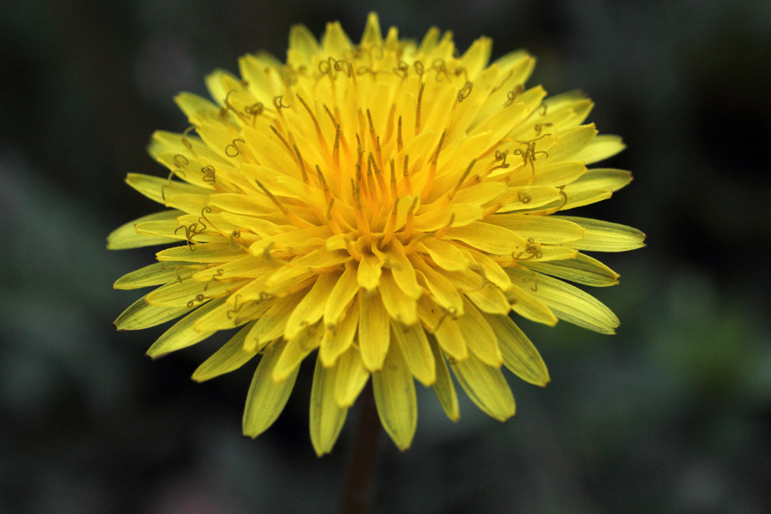 Изображение особи Taraxacum juzepczukii.