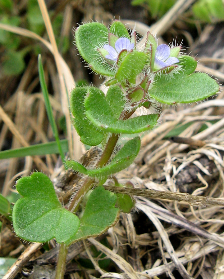 Image of Veronica sublobata specimen.