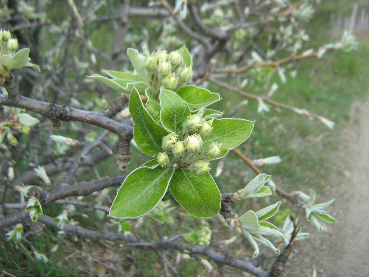 Изображение особи Pyrus salviifolia.