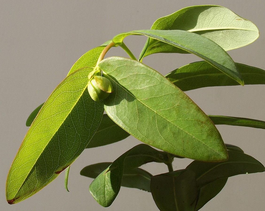 Image of Hypericum calycinum specimen.