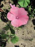 Malva trimestris. Цветущее растение. Абхазия, г. Сухум, ботанический сад. 12.06.2012.