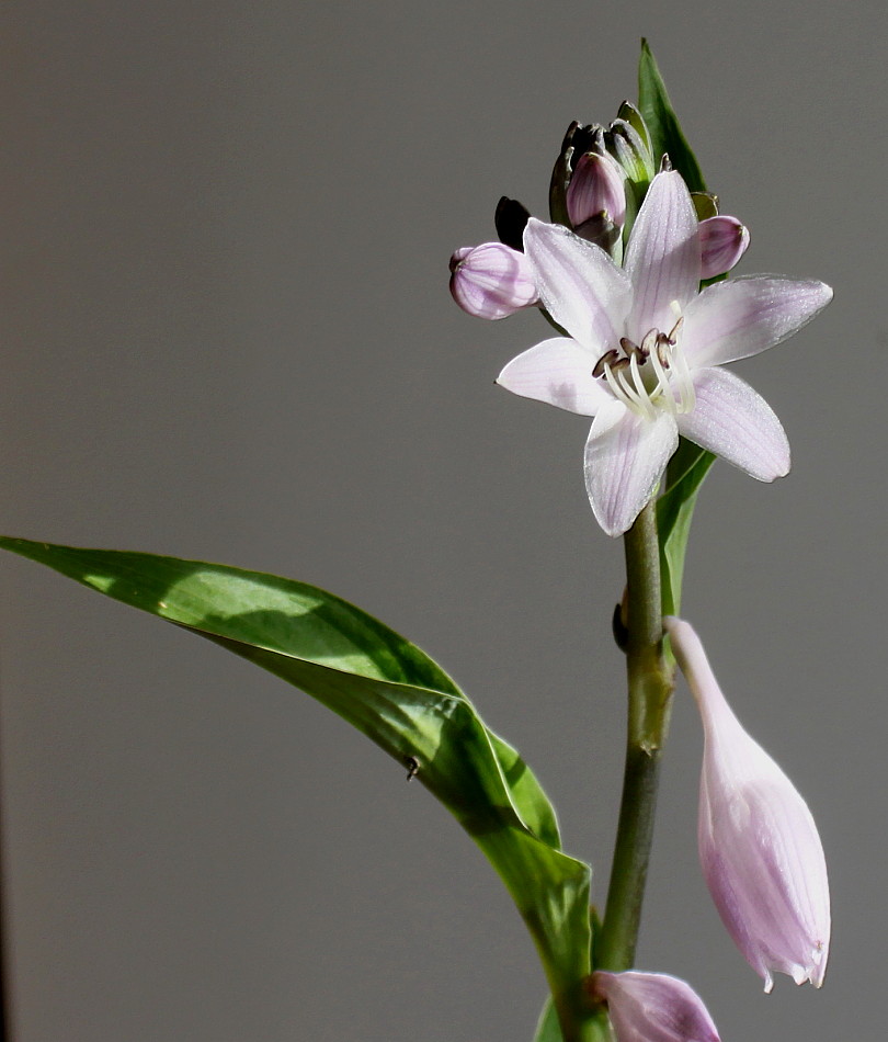 Image of Hosta sieboldiana specimen.