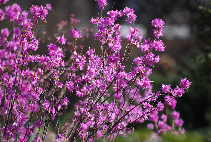 Image of Rhododendron dauricum specimen.