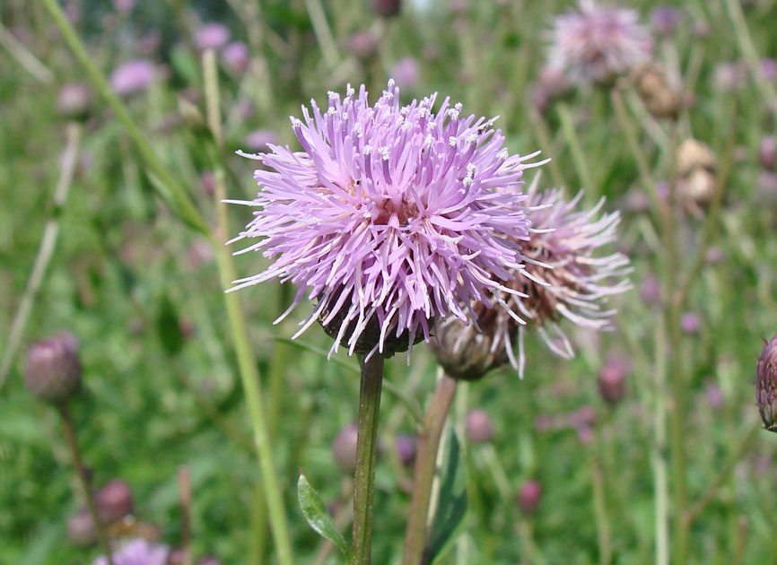 Изображение особи Cirsium setosum.