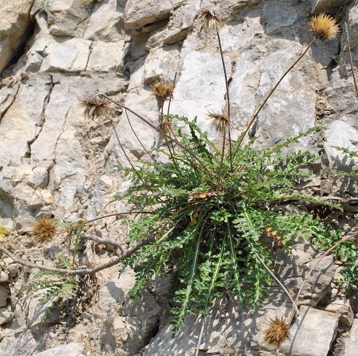 Image of Jurinea galushkoi specimen.