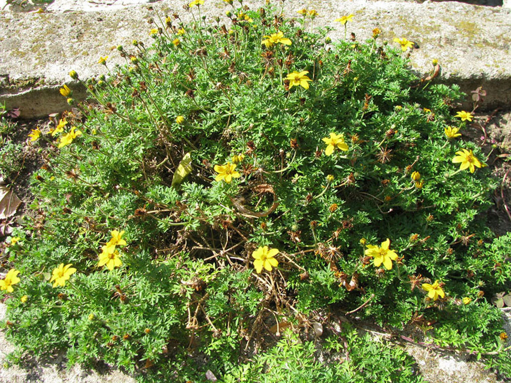 Image of Bidens aurea specimen.