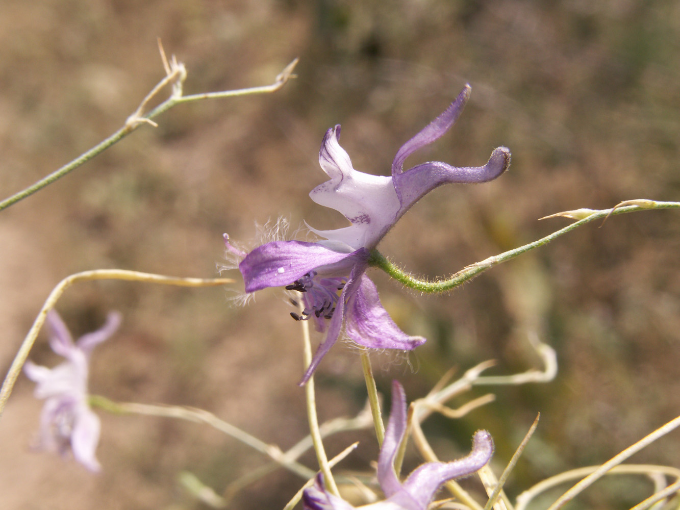 Изображение особи Delphinium barbatum.