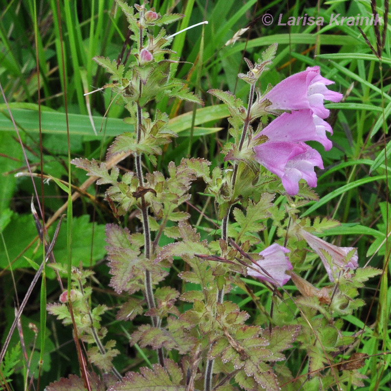 Изображение особи Phtheirospermum chinense.