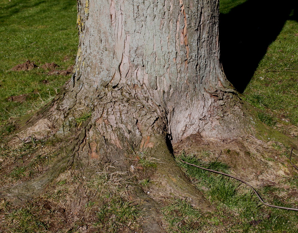 Image of Acer saccharinum specimen.