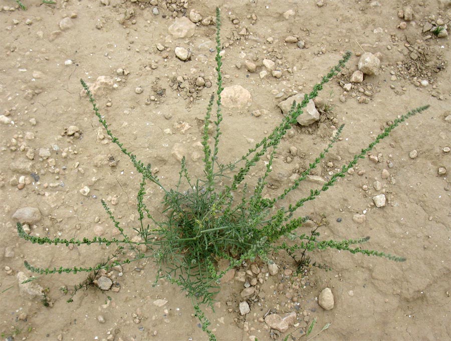 Image of Reseda alba specimen.