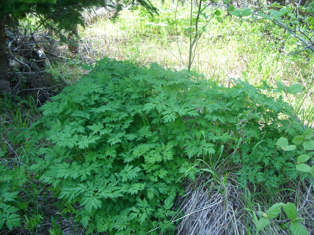 Image of Corydalis multiflora specimen.