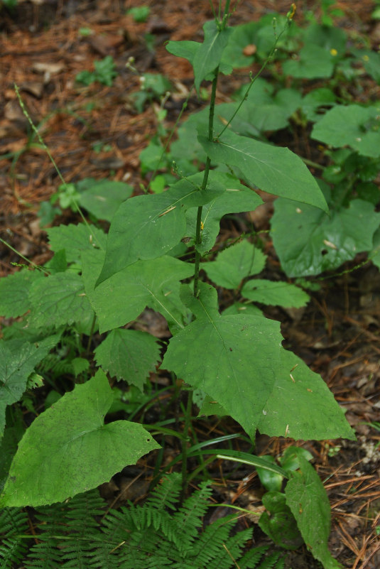 Image of Lactuca triangulata specimen.